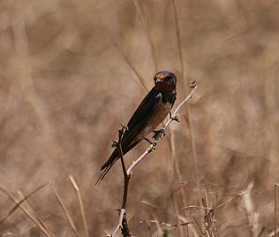 Rauchschwalbe, Hiroudo rustica, Barn Swallow